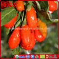 Goji berry goji berry où trouver como usar goji berry